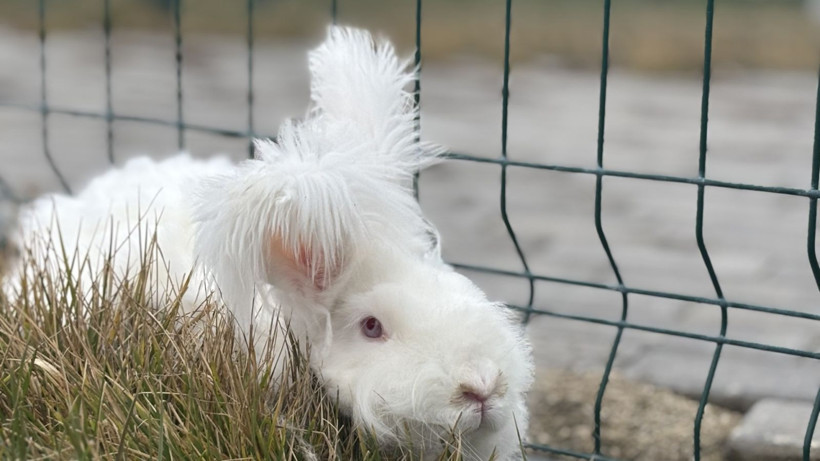 Türkiye'de nesli tükenmişti: Bir gören bir daha bakıyor - Resim: 7