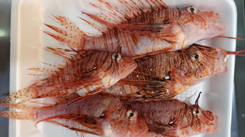 Satışı yasak ama yok satıyor: Kilosu 400 liraya dayandı - Resim : 2