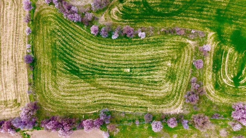 Tunceli'de 'baharın müjdecisi' çiçek açtı - Resim: 8