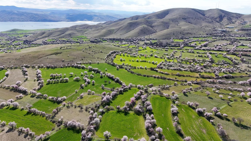 Tunceli'de 'baharın müjdecisi' çiçek açtı - Resim: 9