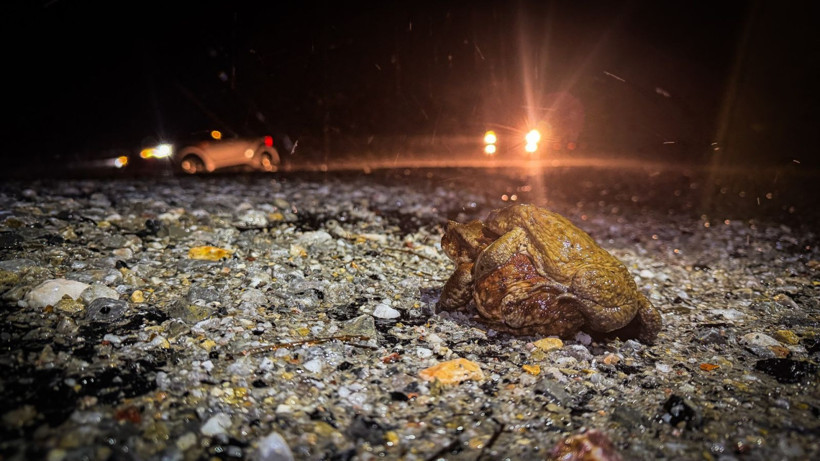 Beş bin yıllık göç başladı: Otoyolu kullanıyorlar - Resim: 1