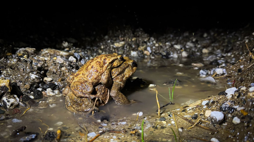 Beş bin yıllık göç başladı: Otoyolu kullanıyorlar - Resim: 2