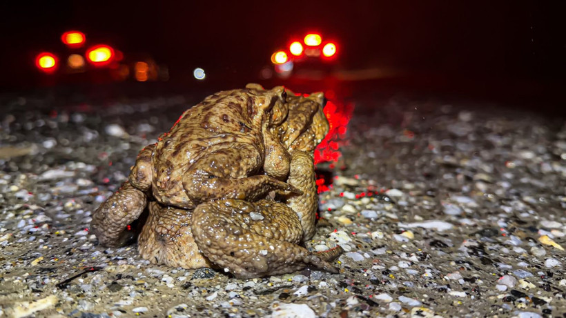 Beş bin yıllık göç başladı: Otoyolu kullanıyorlar - Resim: 3