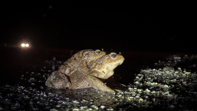 Beş bin yıllık göç başladı: Otoyolu kullanıyorlar - Resim: 4
