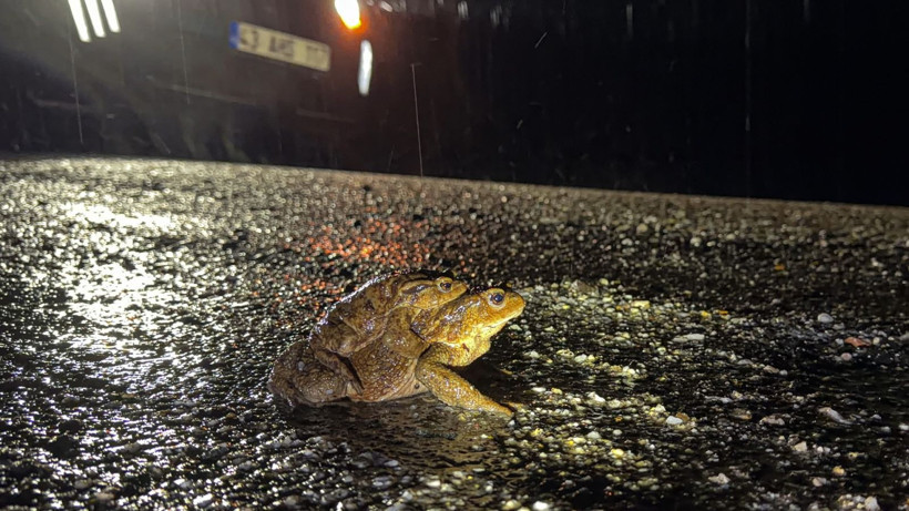 Beş bin yıllık göç başladı: Otoyolu kullanıyorlar - Resim: 5