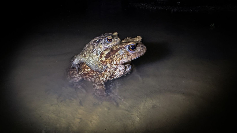 Beş bin yıllık göç başladı: Otoyolu kullanıyorlar - Resim: 6