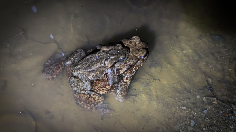 Beş bin yıllık göç başladı: Otoyolu kullanıyorlar - Resim: 7