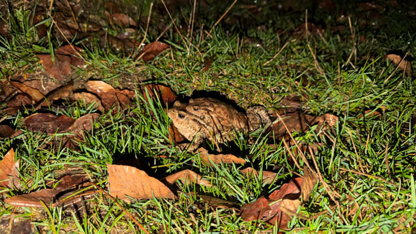 Beş bin yıllık göç başladı: Otoyolu kullanıyorlar - Resim: 8