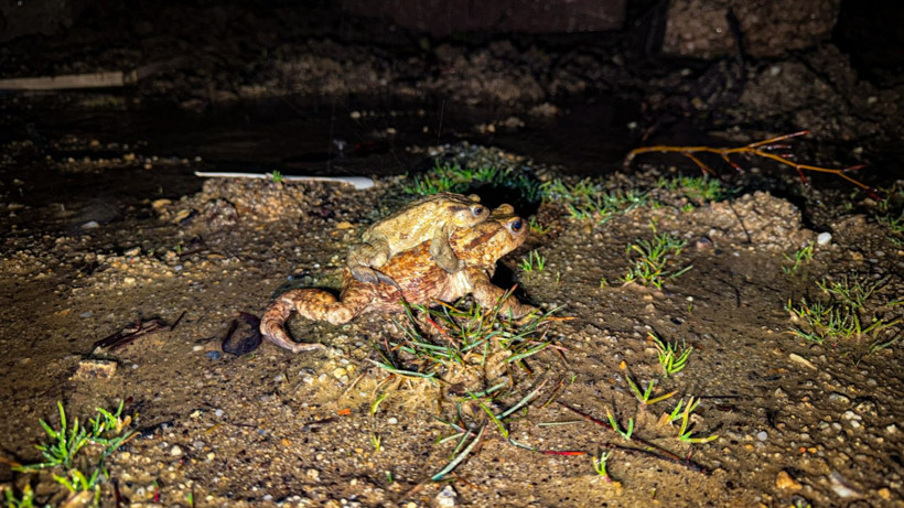 Beş bin yıllık göç başladı: Otoyolu kullanıyorlar - Resim: 9