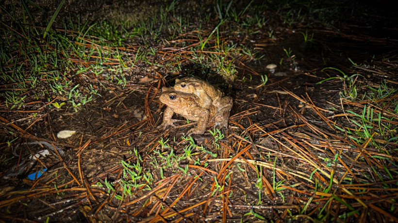 Beş bin yıllık göç başladı: Otoyolu kullanıyorlar - Resim: 10