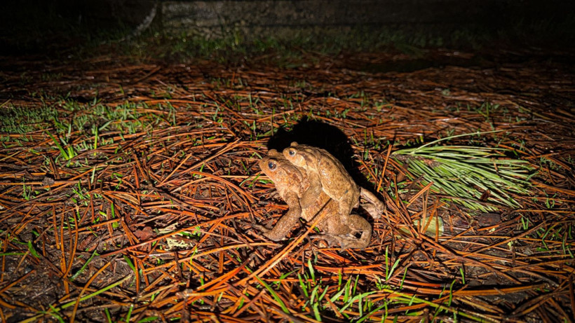 Beş bin yıllık göç başladı: Otoyolu kullanıyorlar - Resim: 11