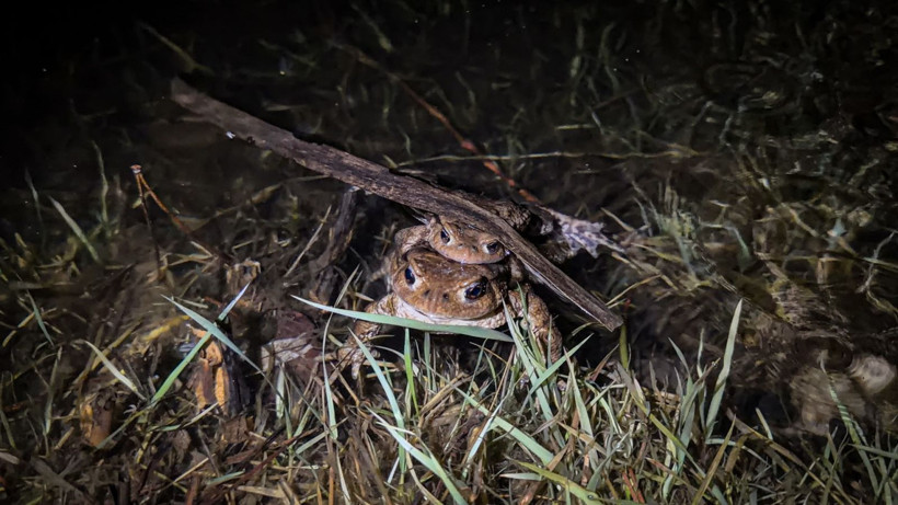 Beş bin yıllık göç başladı: Otoyolu kullanıyorlar - Resim: 12