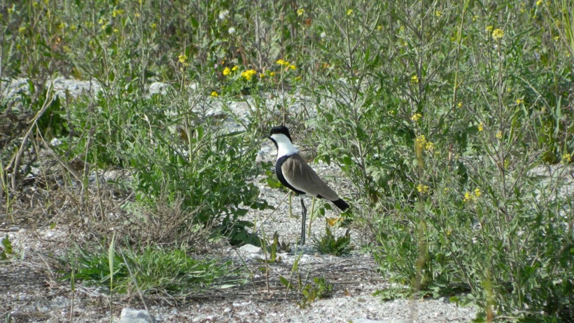Kendiliğinden oluşan doğal yürüyüş yolu şaşırttı - Resim: 3
