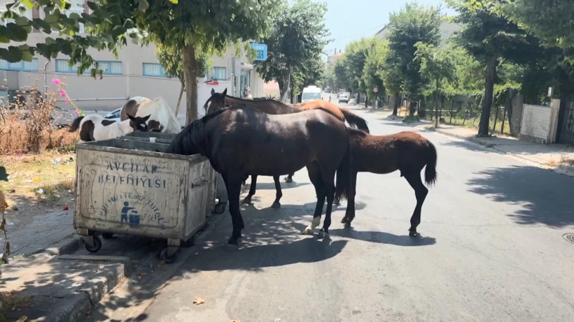 Avcılar'da başıboş atlar tehlikeye davetiye çıkarıyor - Resim : 1