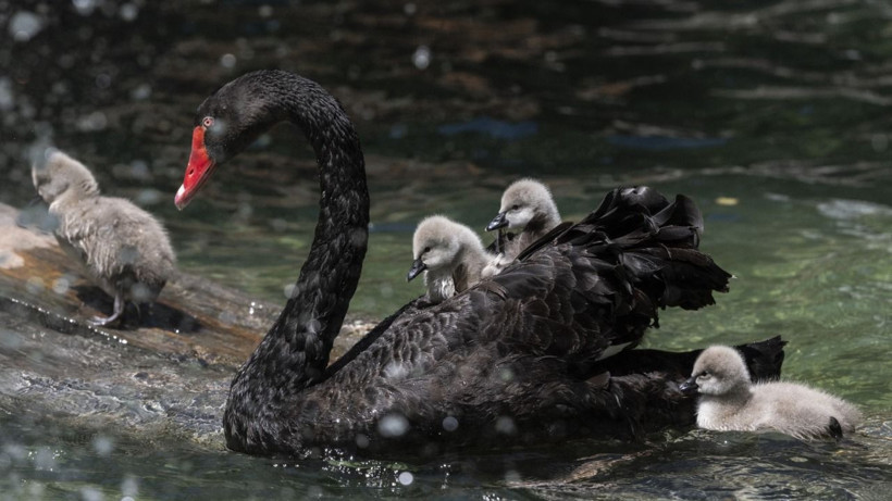 Kuğulu Park'ya yeni misafirler - Resim: 1