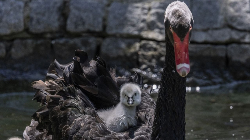 Kuğulu Park'ya yeni misafirler - Resim: 6