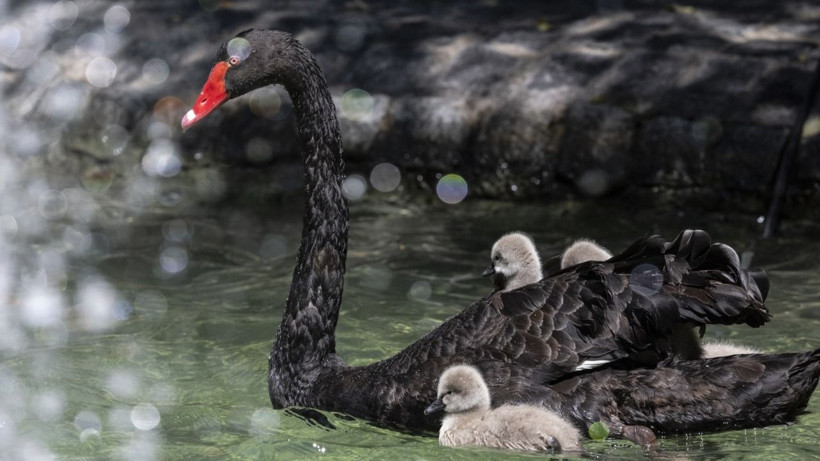 Kuğulu Park'ya yeni misafirler - Resim: 5