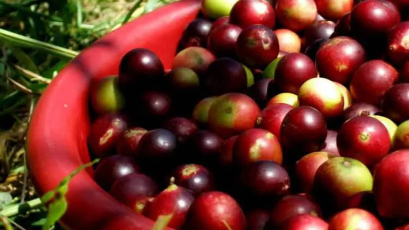 Kilosu 11 bin liraya satılıyor. Faydaları saymakla bitmiyor saksıda bile yetişiyor - Resim: 4