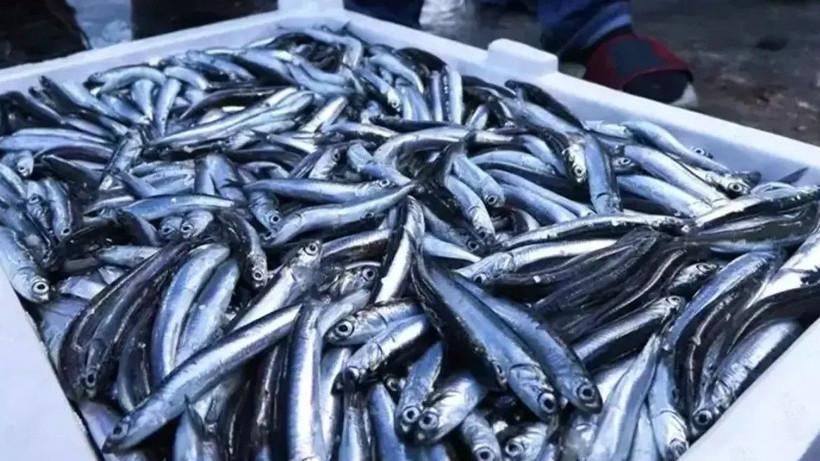 1 kilo hamsi alıp eve gelenler şaşkın! Adet sayısı herkesi şoke etti - Resim: 2