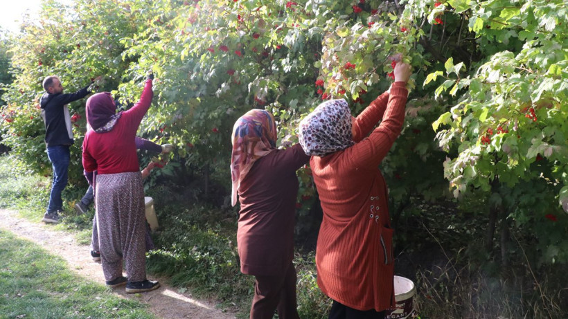 Kayserili yeni altını buldu. 500 TL'den bidon bidon satıyorlar - Resim: 5