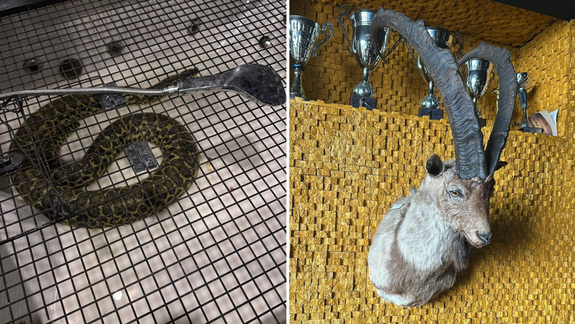 Cengiz Şıklaroğlu'nun villasına operasyon: Nil timsahı ve anakonda yılanı ele geçirildi - Resim : 1