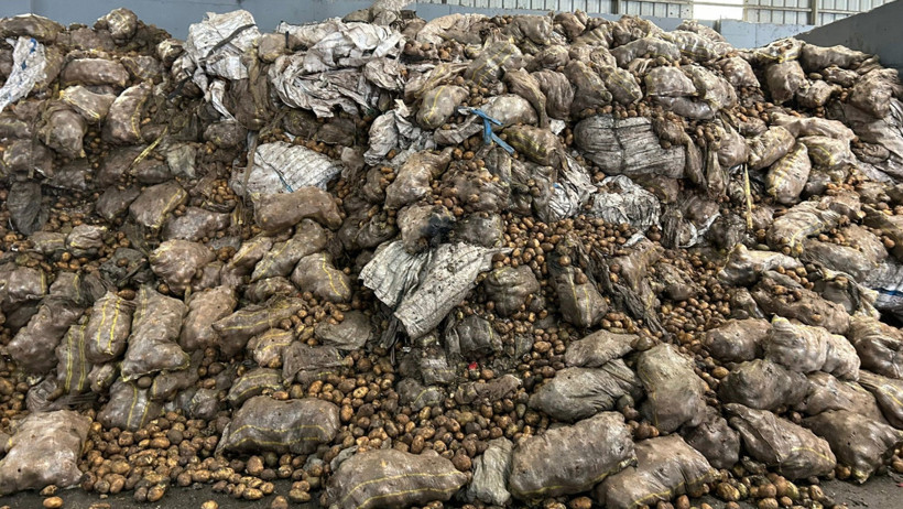 Tunus'tan dönen tonlarca patates imha ediliyor - Resim : 1