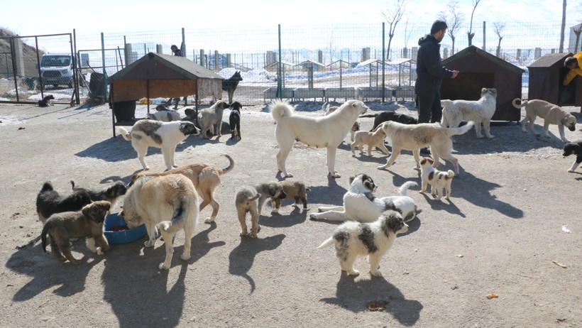 Yüksekova'da 20 ölü köpek bulundu - Resim : 3