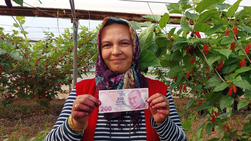 Komşusunun serasından meyve yedi, yaprakların arasına 200 TL bıraktı - Resim : 1