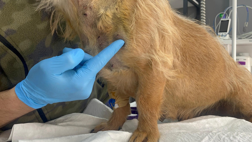 Sokaktaki köpeğe silahlı saldırı - Resim : 1