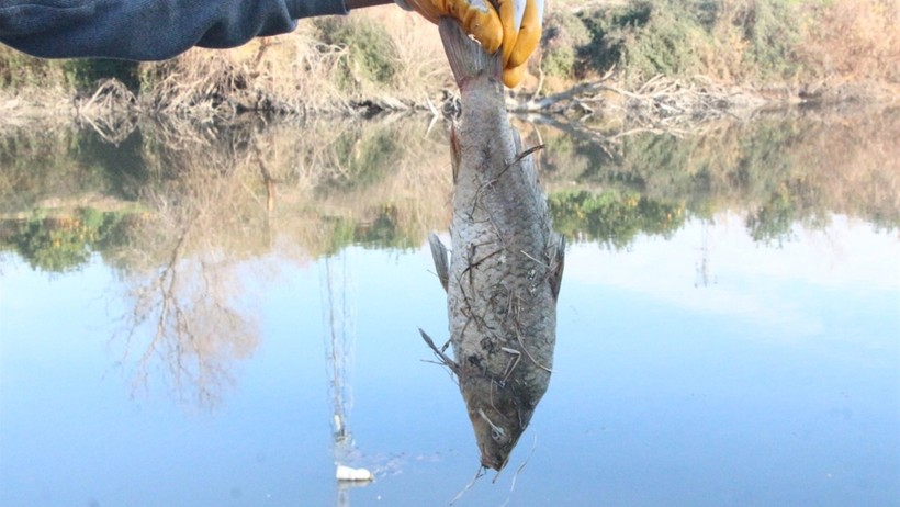 Ceyhan Nehri'nde yeni tehlike: İnsanların sinir sistemini felç edip öldürüyor - Resim : 1