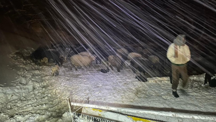 Karın etkisiyle ahır çöktü: Çok sayıda hayvan öldü - Resim : 3