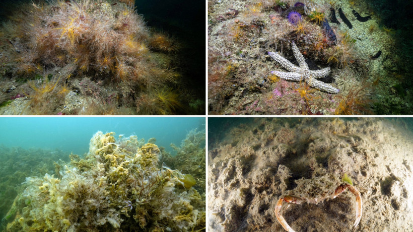 Marmara bir zamanlar nefes alıyordu, şimdi boğuluyor - Resim : 1