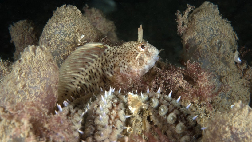 Marmara bir zamanlar nefes alıyordu, şimdi boğuluyor - Resim : 2