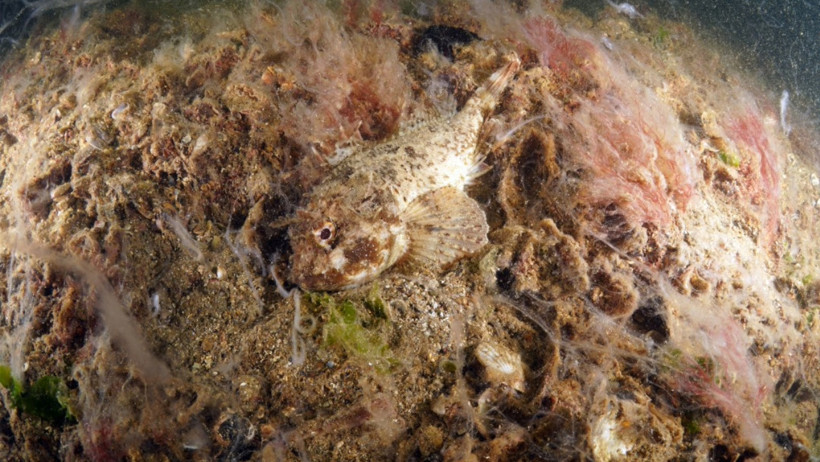 Marmara bir zamanlar nefes alıyordu, şimdi boğuluyor - Resim : 3