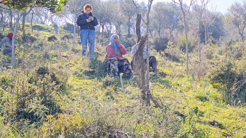 Ağaçlar katledildi, köylüler gözyaşlarını tutamadı: 'Bize bu katliamı izlettiriyorlar' - Resim : 1