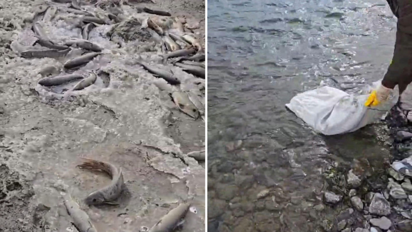 Aras Nehri’nde balık ölümleri: DSİ, sorunlu arkı kapattı - Resim : 1