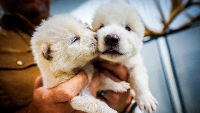 12 bin yıl önce nesli tükenen ulu kurtlar hayata döndürüldü - Resim : 3