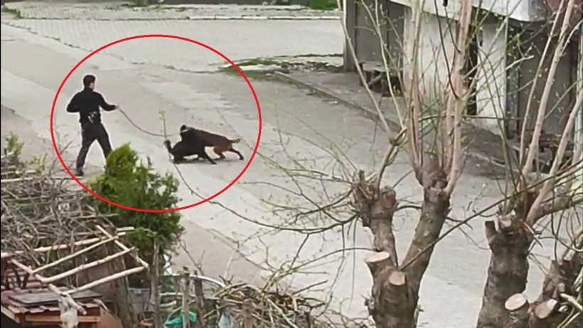 Tasmasından tuttuğu köpeğini, sokak köpeklerine saldırttı - Resim : 1