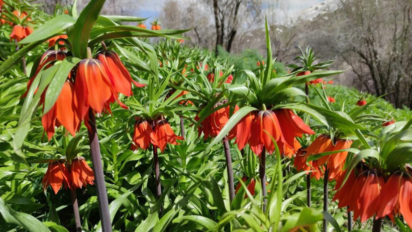 Koparmanın cezası 577 bin TL, yurt dışına çıkarılması yasak - Resim : 1