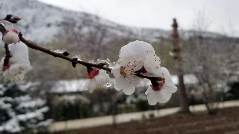 Erzincan'da nisan karı: Çiçekler buz tuttu - Resim : 2