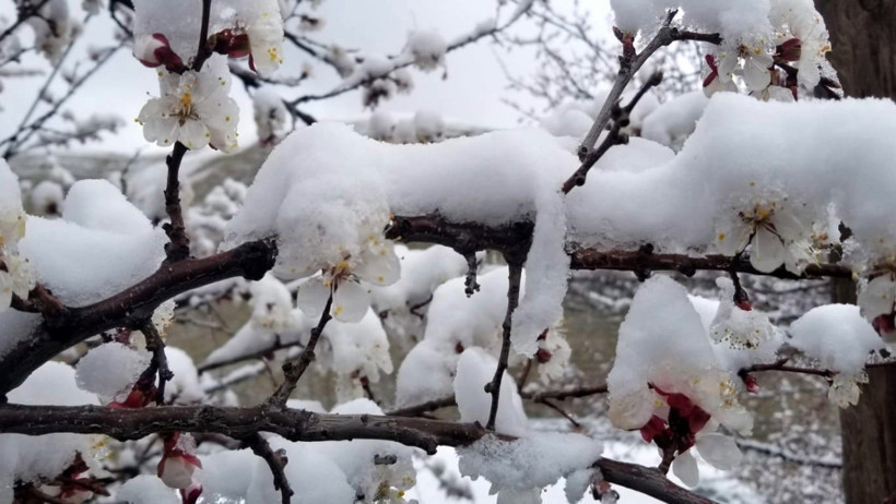 Erzincan'da nisan karı: Çiçekler buz tuttu - Resim : 3