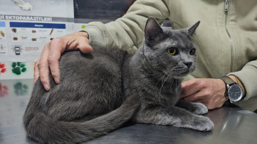 Kedinin kırılan dişini altından yaptılar - Resim : 2