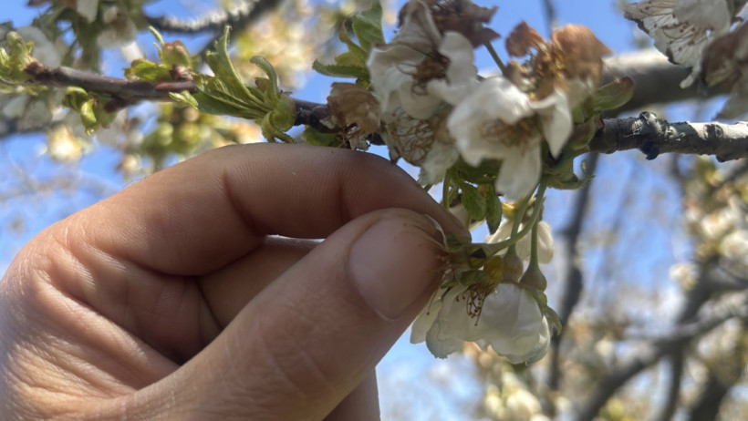 Kiraz bu yıl cep yakacak - Resim : 1