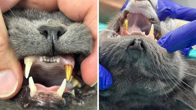 Kedinin kırılan dişini altından yaptılar - Resim : 1