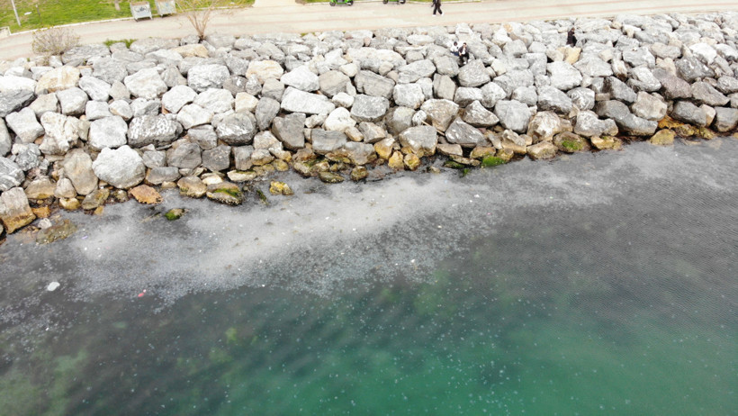 Moda Sahili'ni denizanası bastı - Resim : 1