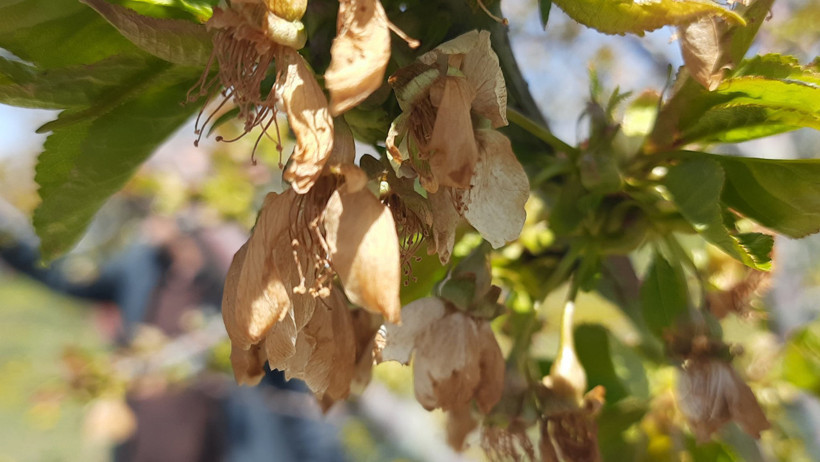 Birçok ülkeye ihraç ediliyor! Don vurdu: 'Bu sene kimse beklemesin' - Resim : 1