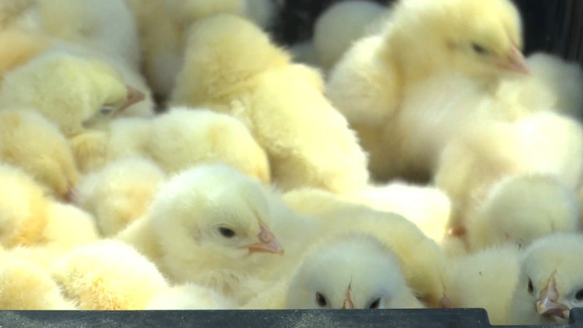 Civcivler 'yakalandı' - Resim : 1