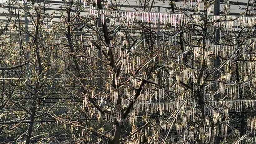 'Zirai don' bahçeleri vurdu: Elma, gül, kiraz ve kayısıda büyük kayıp - Resim : 1