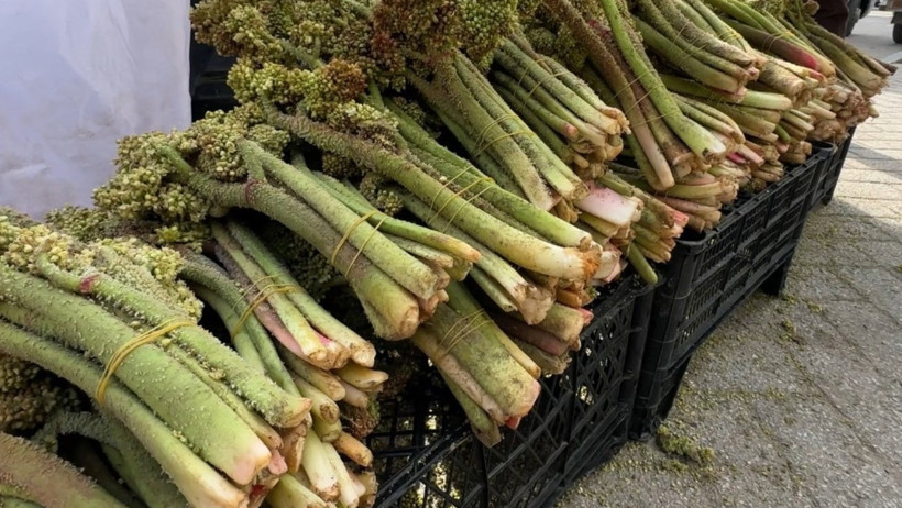 Yayla muzunun destesi 100 TL - Resim : 1