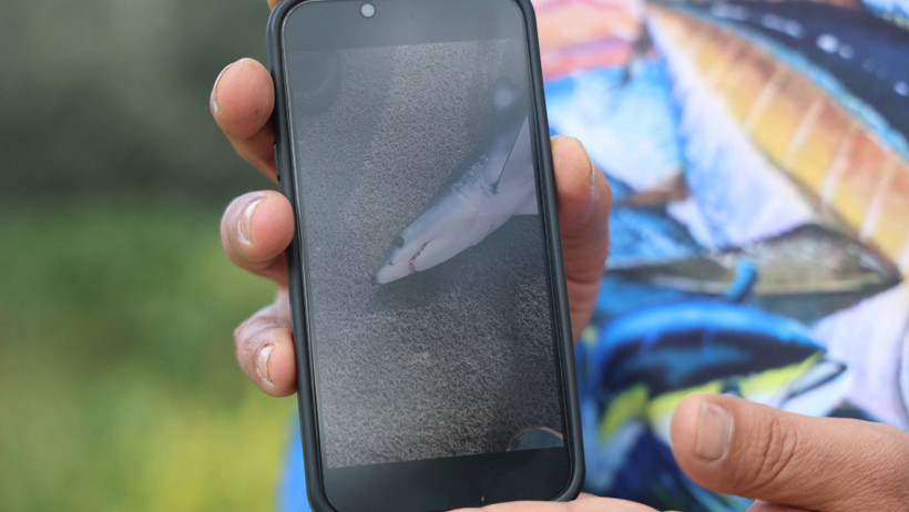 Yavru köpek balığını uyardı: 'Bir daha oltamıza gelme' - Resim : 1